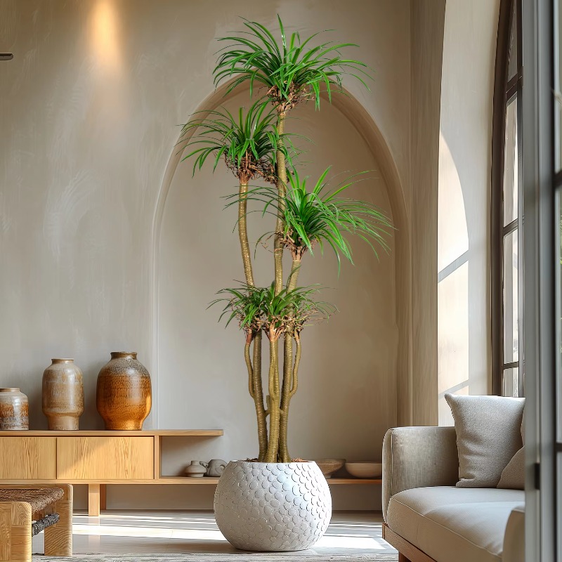 ต้นไม้ประดิษฐ์ในร่ม/กลางแจ้ง ต - Dracaena Marginata บทวิจารณ์และราคา