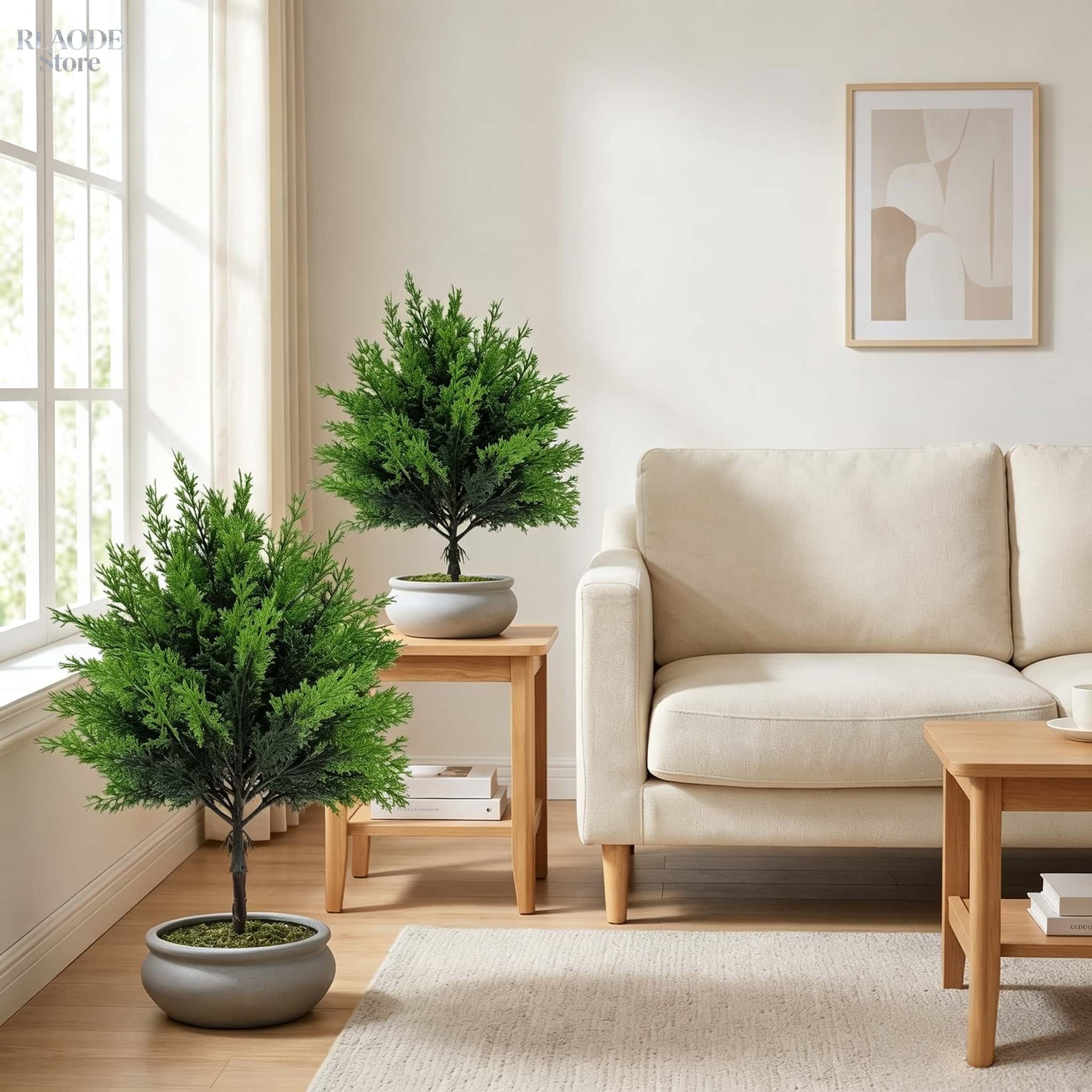 ต้นสนประดิษฐ์สำหรับตกแต่งภายนอ - Dracaena Marginata บทวิจารณ์และราคา
